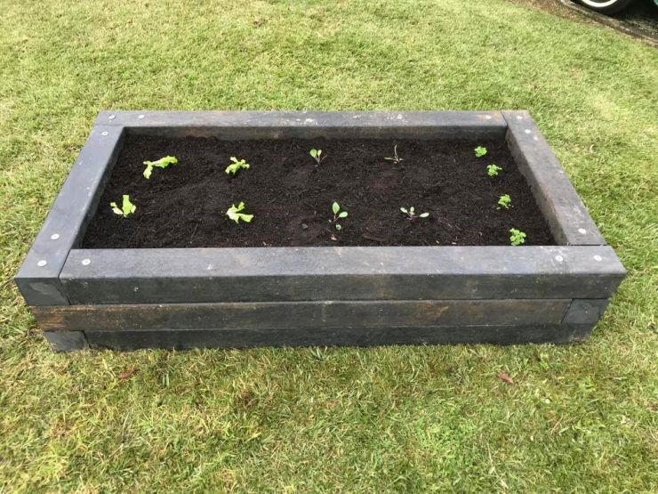 vege bed.jpg
